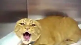 Very Angry Cat   FUNNY