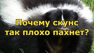 Почему скунс так плохо пахнет?