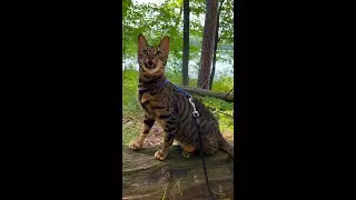 Cats chirp to imitate bird sounds and appear less of a threat to prey