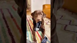 Mein Hund TESTET Stoppersocken 🤣🐶 #samlabrador