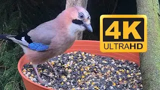 Eurasian Jay Bird - Collecting Seeds 4K