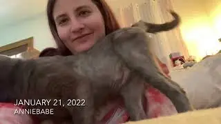 Jan 15 - Jan 30, 2022 Vlog! I Got A KITTY! Christmas In January With Turbo,
