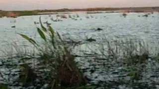 DuckHunt2008_1.wmv