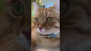 Как почистить уши кошке. 