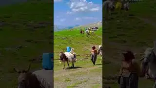 Feraşin Yaylası Beytüşşebap 