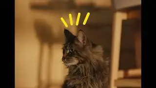 AdTab CRO – CAT VIDEO 11s
