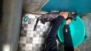 Tips dan cara memandikan kucing 🐈