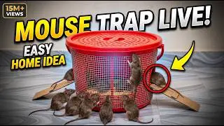 Easy MOUSE TRAP IDEA  | MOUSE TRAP IN HOME | MOUSE TRAP LIVE