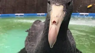 Dunedin Wildlife Hospital Patients