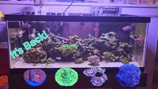 Budget 20 Gallon Long Nano Reef is Back!