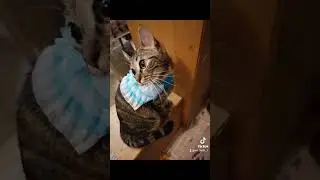 #рек #хочуврек #котик #рекомендации #кот  #рек