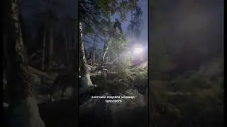РАЗБУДИЛИ МЕДВЕДЯ В ЛЕСУ!