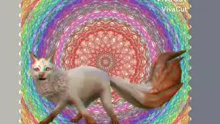 Untitled video
