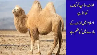 find out why camel eat snakes|  why camel eat snake| khoj ki story  youtube channel