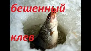 рыба клюет как сумашедшая