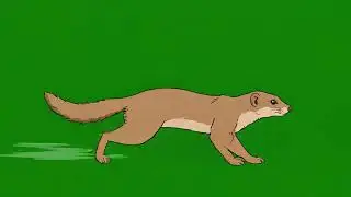 Mongoose Animal Running Green Screen | Animal Stampede Green Screen