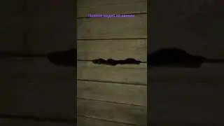А их там две!! 