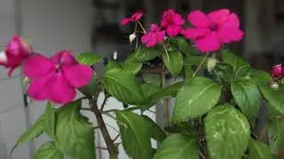 Flores macro