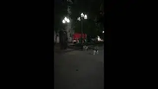 Собаки Почувствовали Неладное!