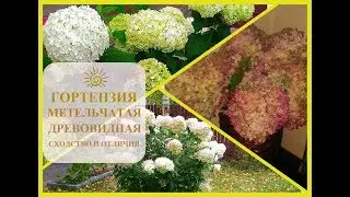 ГОРТЕНЗИЯ- МЕТЕЛЬЧАТАЯ И ДРЕВОВИДНАЯ/ОТЛИЧИЯ И СХОДСТВО/ОБЗОР
