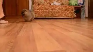Страйд Ап Мейн Старт / Straid Up Main Start pomeranian puppy