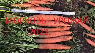 Морковь урожай 2022.