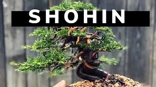 SHOHIN ITOIGAWA JUNIPER