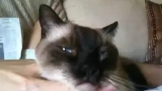 Cougar Reiser