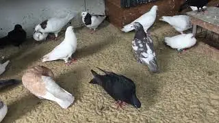 #Pigeons