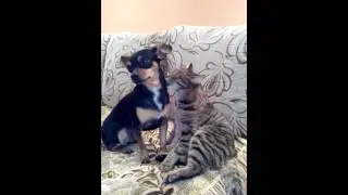 Любовь, как кошка с собакой!