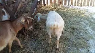 Почему козлят отдают за шоколадку? Куда девать не нужных козлят? Котята отравились мышкой.