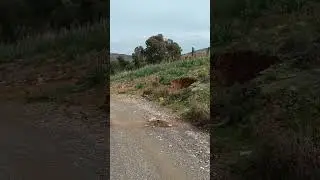 Rif : Al Hoceima 17/02/2023 ♓🌲🌾🍁🍂🌧️💧 الريف إقليم الحسيمة
