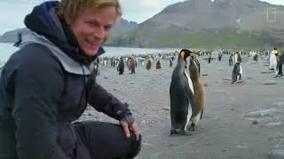 Go Inside an Antarctic 'City' of 400,000 King Penguins — Ep  4   Wildlife  Resurrection Island