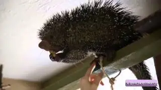 Что это за животное?! Кто знает?