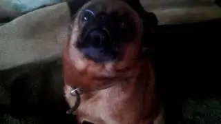Приколы - Собака недовольна