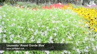 Laurentia Avant Garde Blue
