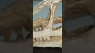 Череп детёныша тарбозавра  #dinosaur #окаменелости