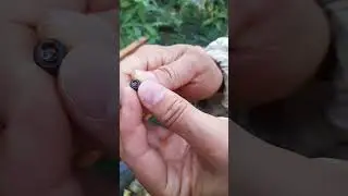 Karl janter den larva transferi