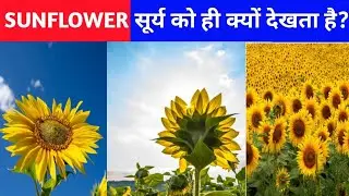 WHY SUNFLOWER LOVES SUN SO MUCH?#facts #shorts #viral #shortsfeed #trending #knowledge #shortsvideo