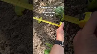Расстояние между рядями картошки (гребнями, терриконами) 60-62 см.