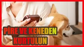 KÖPEKLERDE PİRE VE KENEYE KESİN ÇÖZÜM - İÇ VE DIŞ PARAZİT