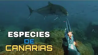 💥 SPEARFISHING - CANARY ISLAND SPECIES | Tips and Information ✅
