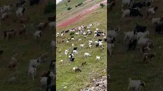 Love to see grazing goats on the top of the mountains