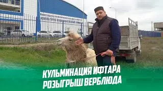КУЛЬМИНАЦИЯ ИФТАРА РОЗЫГРЫШ ВЕРБЛЮДА