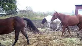 Jazz's first day in with the boys