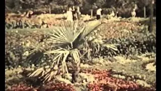 Тамбов  кинохроника 1954 года