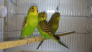Yeni Yavru Muhabbet Kuşu Yeme Alıştırma