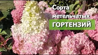 Panicle hydrangea: varieties for beginning gardeners | Panicle hydrangea: easy-to-grow varieties