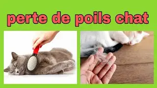 MON CHAT PERD SES POILS, QUE FAIRE ?