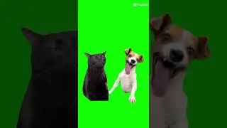 green screen animals background video| green screen animalsgif